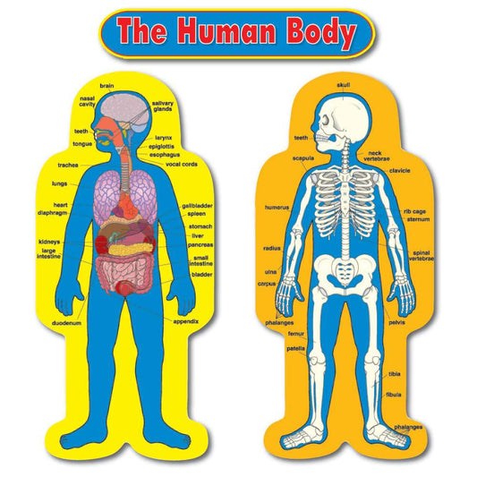 Child-Size Human Body Bulletin Board Set