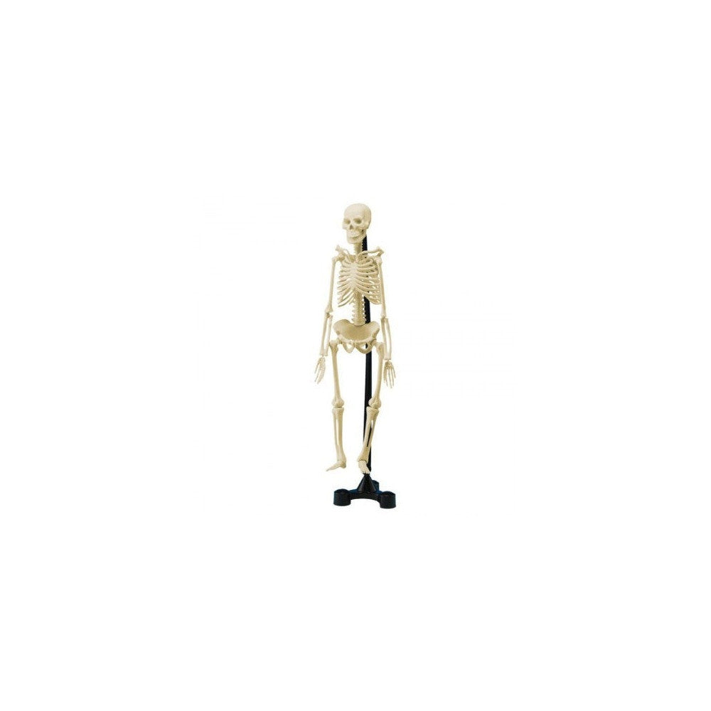 Human Skeleton With Stand